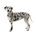 Ver imagem 1 de Protetor de Carpo Pet para Cachorro Pet Kruuse Rehab Tam Gg