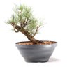 Pré Bonsai Pinheiro Negro 12 Anos - 1