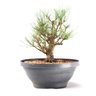 Pré Bonsai Pinheiro Negro 12 Anos - 2