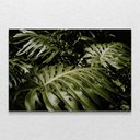 Ver imagem 1 de Quadro Decorativo Planta Costela de Adão Moderno Sem Moldura e Sem Vidro 90X140
