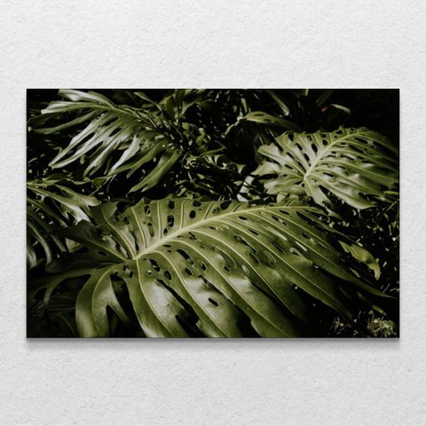 Quadro Decorativo Planta Costela de Adão Moderno Sem Moldura e Sem Vidro 90X140