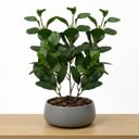 Ver imagem 6 de Peperômia Artificial 65cm Kit 5 Galhos Realistas para Vasos e Decoração