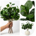 Ver imagem 1 de Peperômia Artificial 65cm Kit 5 Galhos Realistas para Vasos e Decoração