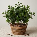 Ver mais imagens de Peperômia Artificial 65cm Kit 5 Galhos Realistas para Vasos e Decoração