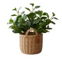 Ver imagem 7 de Peperômia Artificial 65cm Kit 5 Galhos Realistas para Vasos e Decoração