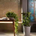 Ver imagem 5 de Kit 2 Vasos Indi para Folhagem Flores 17cm Polietileno Tramontina Jardim Varanda