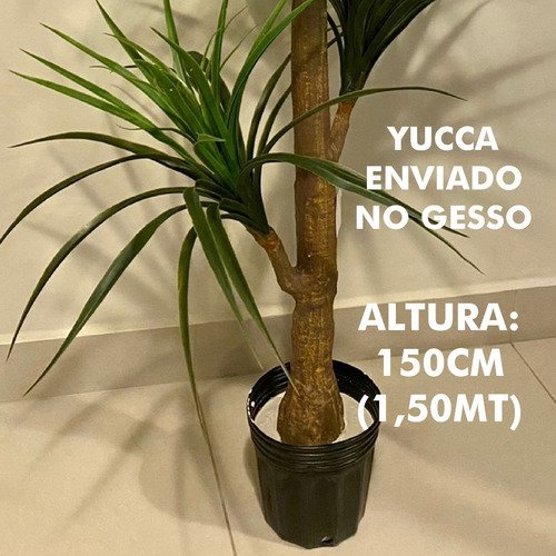 Árvore Artificial Yucca 150cm Planta Permanente Gesso (yuka) - 4