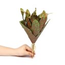 Ver imagem 5 de Kit 2 Pçs Bromélia Plantas Artificiais Verde 34cm 20 Folhas