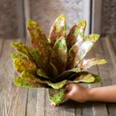 Ver imagem 3 de Kit 2 Pçs Bromélia Plantas Artificiais Verde 34cm 20 Folhas