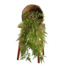 Ver imagem 1 de Kit 3 Samambaias Pendentes Premium 100cm – Planta Artificial Luxo Alta Qualidade