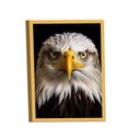 Ver imagem 1 de Quadro Águia de Cabeça Branca -- Br Artes