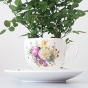 Ver imagem 7 de Jogo de Xícaras e Pires 12 Peças Flowers