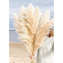 10 Hastes Capim Dos Pampas Seca Natural Grass Alta - 4