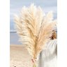 10 Hastes Capim Dos Pampas Seca Natural Grass Alta - 4