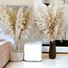 10 Hastes Capim Dos Pampas Seca Natural Grass Alta - 2