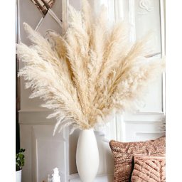 10 Hastes Capim Dos Pampas Seca Natural Grass Alta - 1