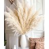 10 Hastes Capim Dos Pampas Seca Natural Grass Alta - 1