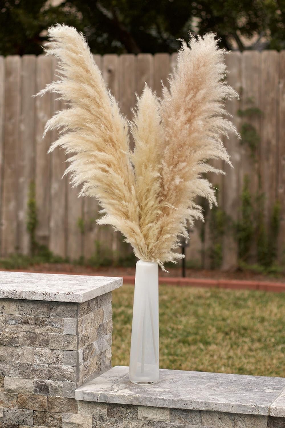 10 Hastes Capim Dos Pampas Seca Natural Grass Alta - 3