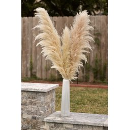 10 Hastes Capim Dos Pampas Seca Natural Grass Alta - 3