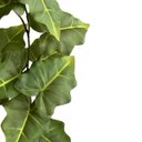 Ver imagem 7 de 7 Plantas Artificiais Caladium Verde Decoração Premium