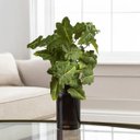 Ver mais imagens de 7 Plantas Artificiais Caladium Verde Decoração Premium