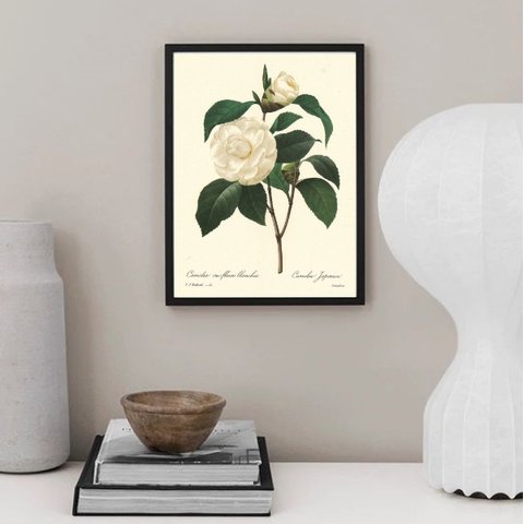 Quadro Botânica Flor Camélia 45x34cm:moldura Preta