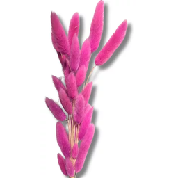 Buquê Rabo de Coelho Rosa Natural Desidratada para Decoração - 3