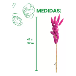 Buquê Rabo de Coelho Rosa Natural Desidratada para Decoração - 2