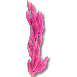Buquê Rabo de Coelho Rosa Natural Desidratada para Decoração - 4