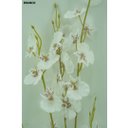 Ver imagem 7 de Jogo 3 Hastes Flor Orquídea Chuva de Ouro Artificial Branca 50cm - Mc Flores