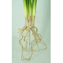 Ver imagem 3 de Planta Imbé com Raiz Luxo 52cm Folhagem de Vaso Costela de Adão