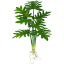 Ver imagem 1 de Planta Imbé com Raiz Luxo 52cm Folhagem de Vaso Costela de Adão