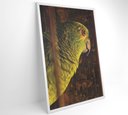 Ver imagem 6 de Quadro Papagaio Decor&quadros Nat010