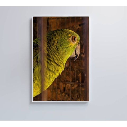 Quadro Papagaio Decor&quadros Nat010