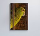 Ver imagem 1 de Quadro Papagaio Decor&quadros Nat010