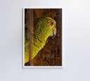 Ver imagem 5 de Quadro Papagaio Decor&quadros Nat010