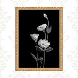 Quadro Moldura Dourada Flores Brancas Fundo Preto 24x18cm:com Acetato - 1 Quadro Moldura Dourada Flores Brancas Fundo Preto 24x18cm:com Acetato - 1