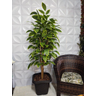 Árvore Seringueira Artificial Planta Grande p/ Decoração:Claro - 4