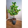Planta Artificial Limoeiro 1,20m Kit com Vaso Cinza 40cm - 4
