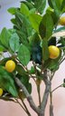 Ver imagem 3 de Planta Artificial Limoeiro 1,20m Kit com Vaso Cinza 40cm