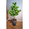 Planta Artificial Limoeiro 1,20m Kit com Vaso Cinza 40cm - 2
