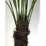 Árvore Planta Samambaiaçu 230cm (36 Folhas) Grande Luxo - 4