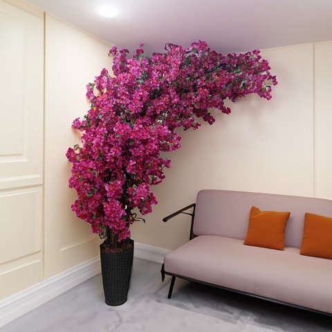 Arvore Flores de Primavera Bouganville 2 Metros