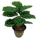 Ver imagem 1 de Folhagem Planta Verde Tinhorão 12 Folhas 53cm Artificial