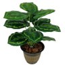 Folhagem Planta Verde Tinhorão 12 Folhas 53cm Artificial - 1