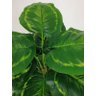 Folhagem Planta Verde Tinhorão 12 Folhas 53cm Artificial - 4