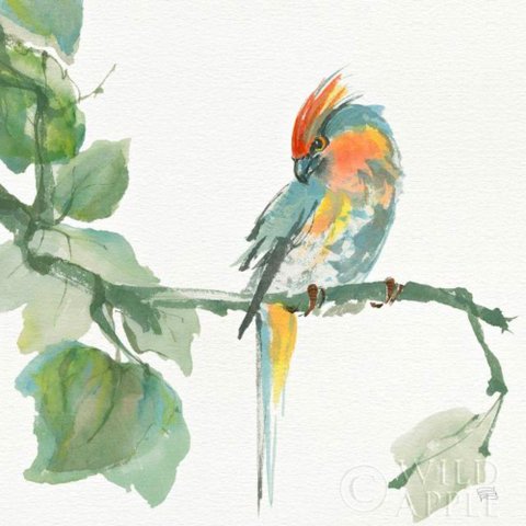 Crested Cockatoo Canaleta 60x60cm Preta
