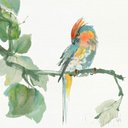Ver imagem 1 de Crested Cockatoo Canaleta 60x60cm Preta