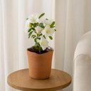 Ver imagem 2 de Vaso Organico Decorativo em Ceramica Terracota 23x21cm
