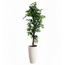 Ver imagem 1 de Árvore Fícus Artificial com Tronco Natural e Vaso Branco Mármore | 220cm